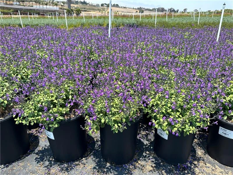 Salvia greggii 'Mesa Azure' Devil Mountain Wholesale Nursery