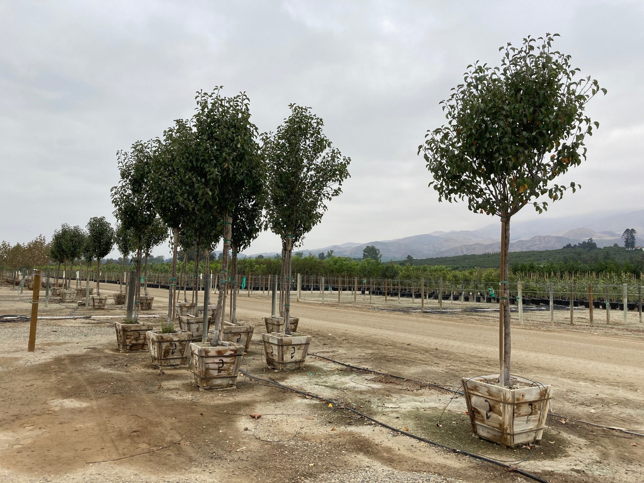 Pyrus calleryana New Bradford - Devil Mountain Wholesale Nursery