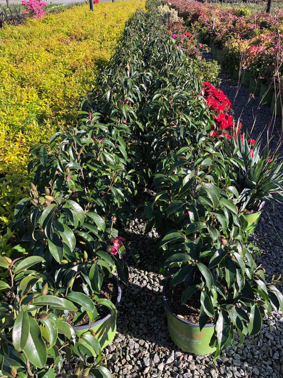 Magnolia 'Stellar Ruby' - Devil Mountain Wholesale Nursery