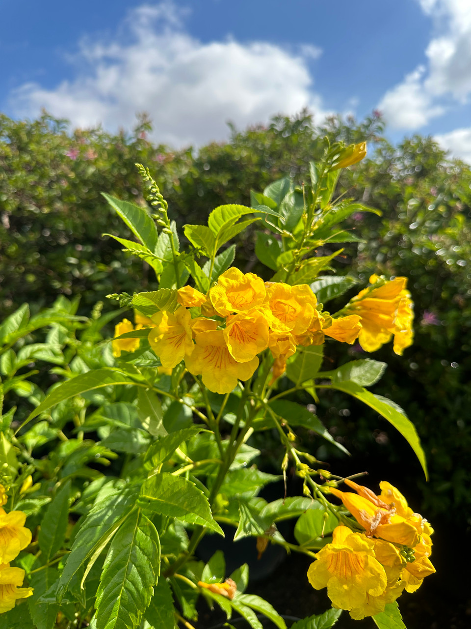 Tecoma stans (Yellow Bells) - Devil Mountain Wholesale Nursery