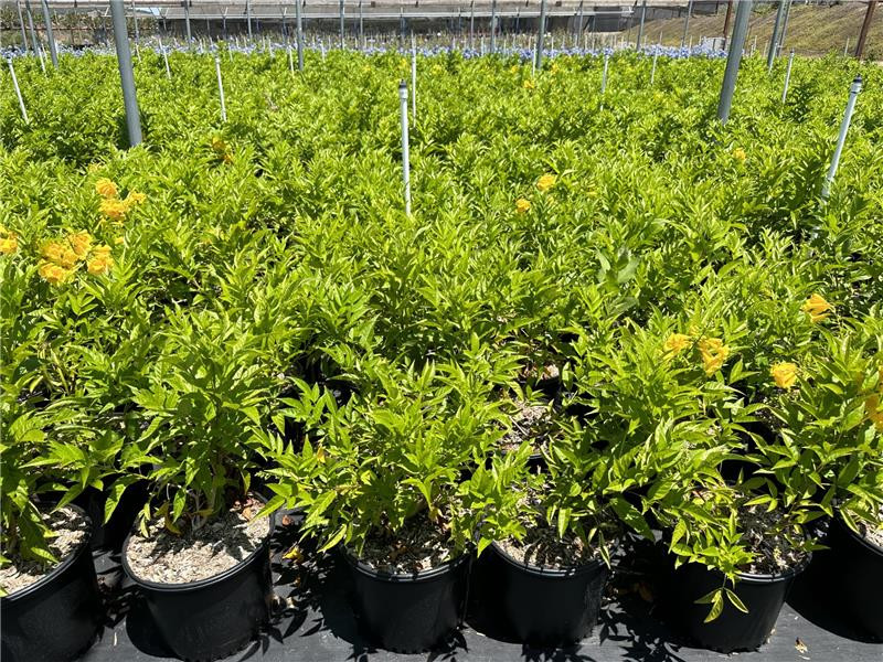 Tecoma stans (Yellow Bells) - Devil Mountain Wholesale Nursery