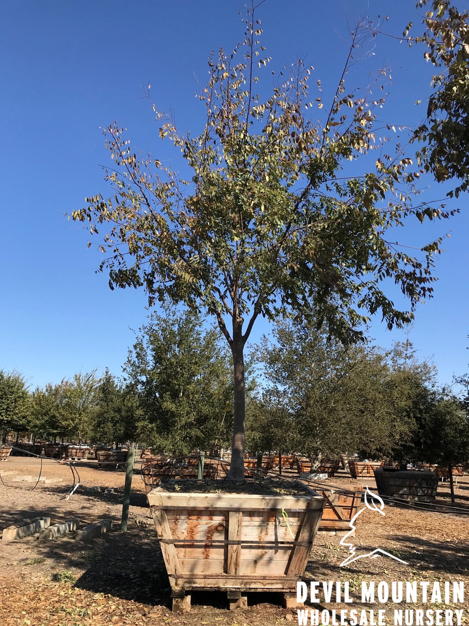 native villageネイティブビレッジShade of a tree Zelkova serrata 'Village Green' - Japanese Zelkova - Mid