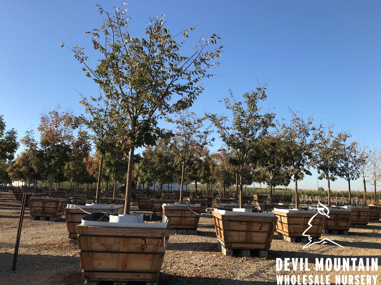 Zelkova serrata 'Village Green' - Devil Mountain Wholesale