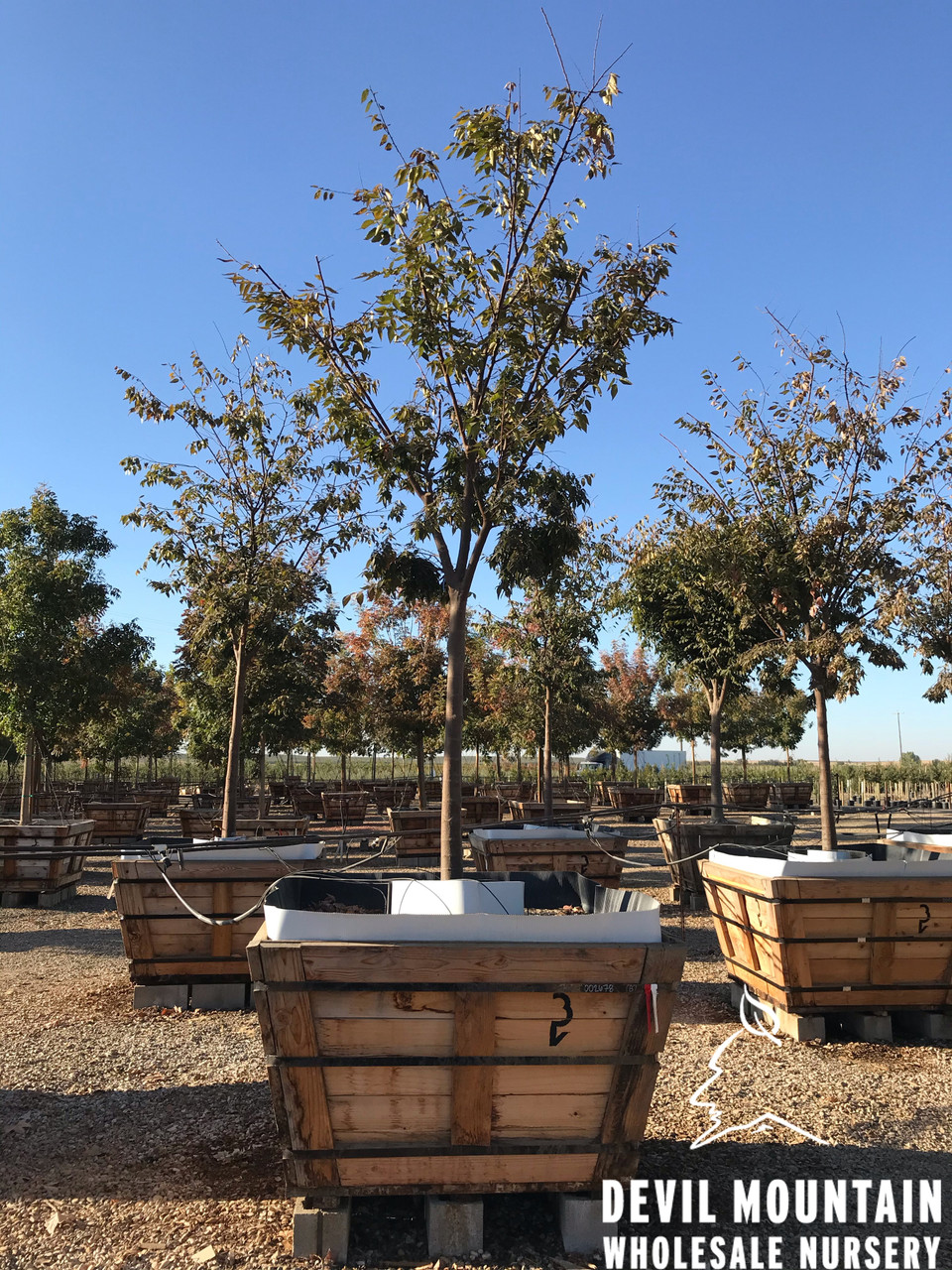 Zelkova serrata 'Village Green' - Devil Mountain Wholesale
