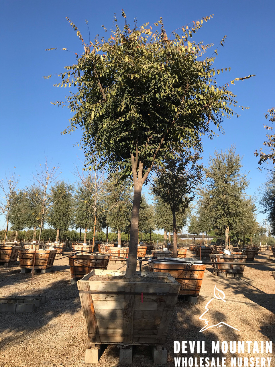 native villageネイティブビレッジShade of a tree Village Green Zelkova (Zelkova serrata 'Village Green') in