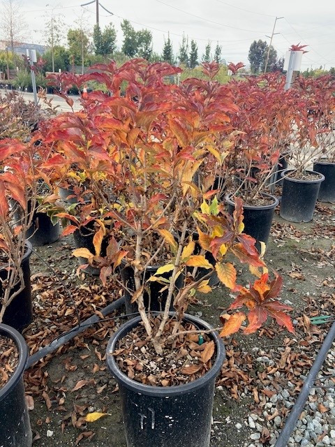 Weigela florida 'Red Prince' - Devil Mountain Wholesale Nursery