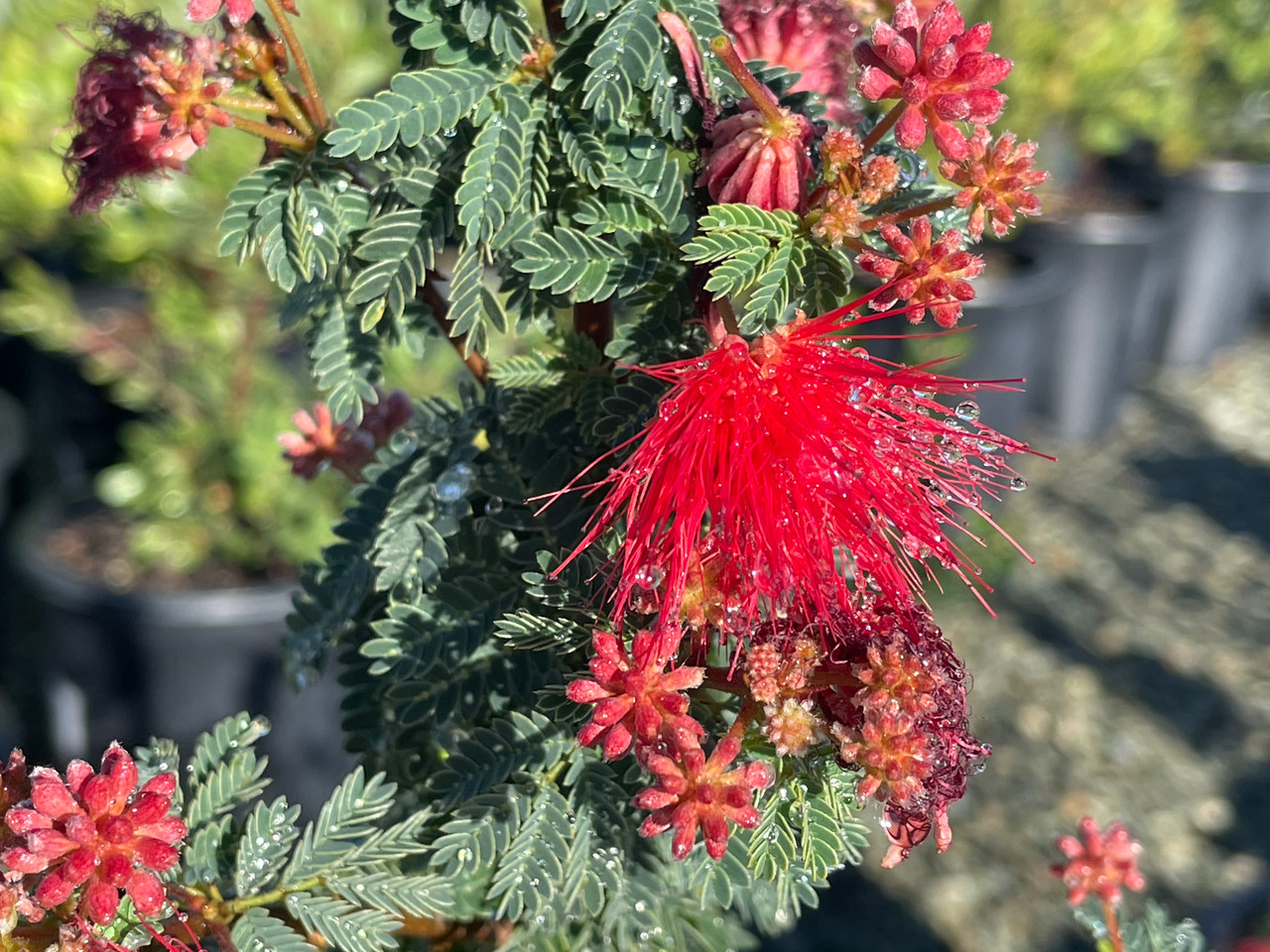 Calliandra_californica_2__4863