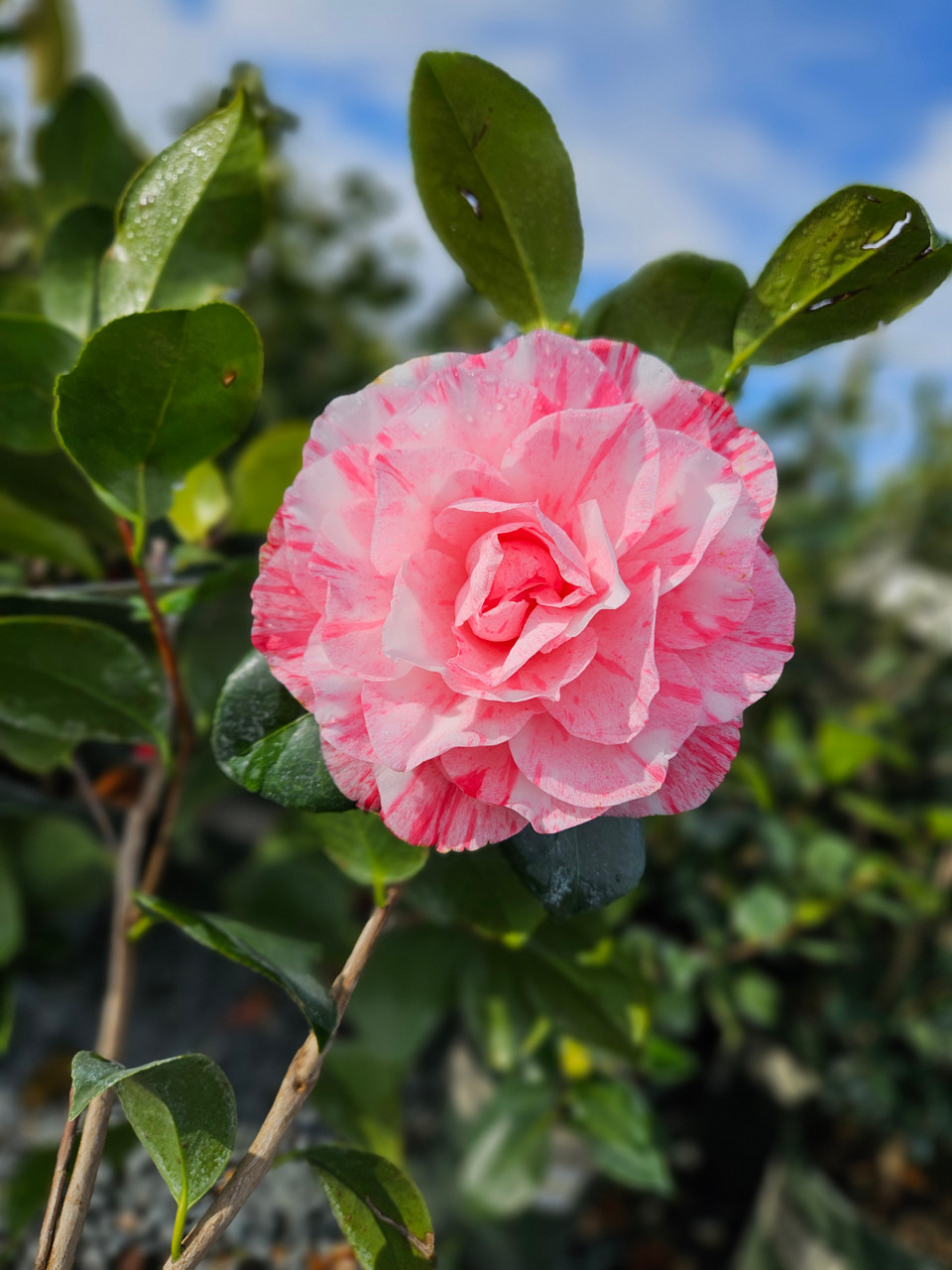Camellia japonica 'Carter's Sunburst' (Pink) - Devil Mountain