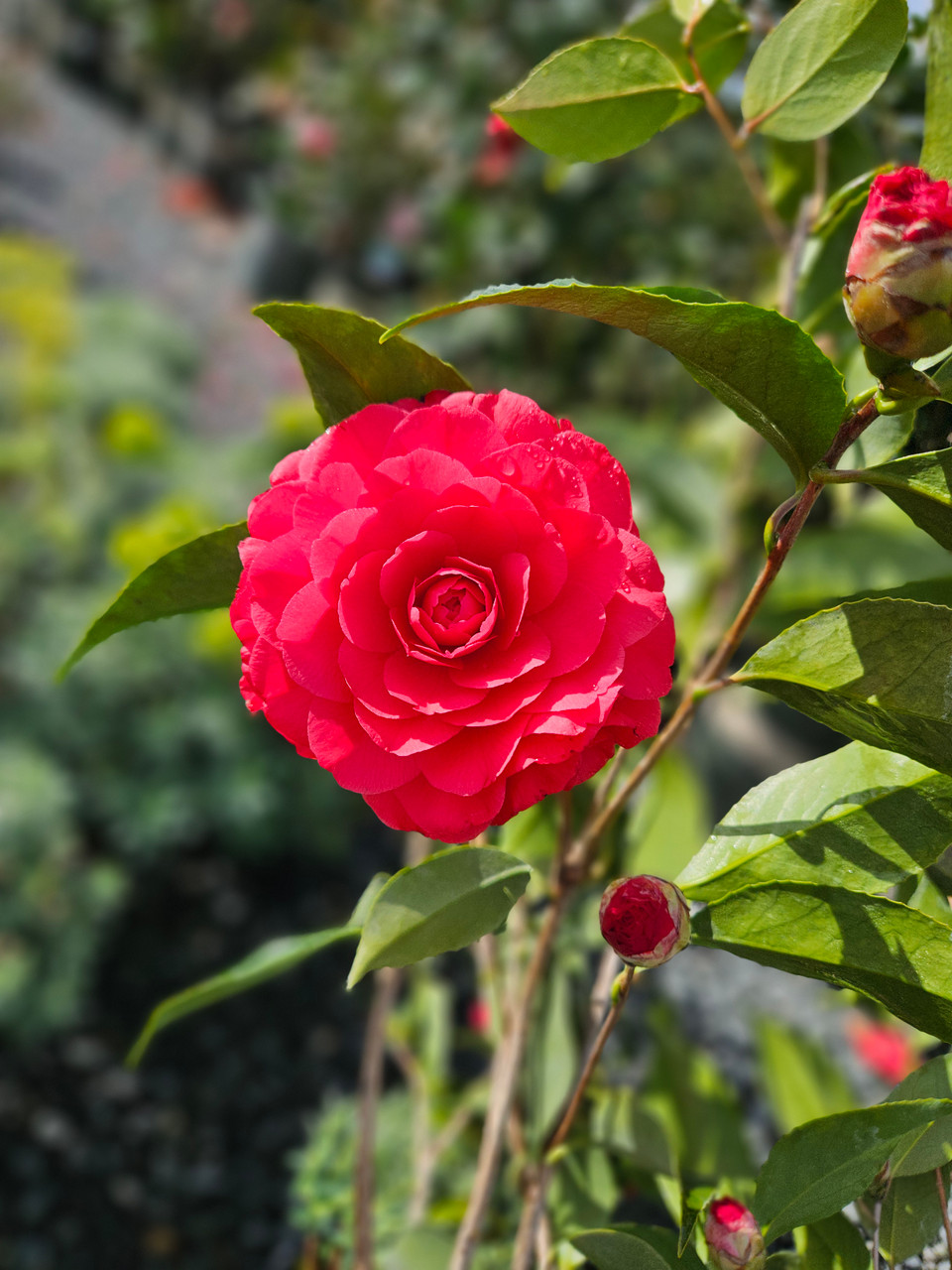 Camellia japonica 'Colonel Firey' (Red) - Devil Mountain Wholesale Nursery