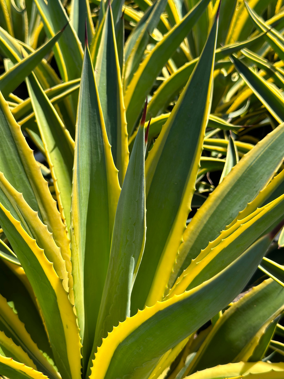 Agave desmettiana 'Gold Rush' - Devil Mountain Wholesale Nursery