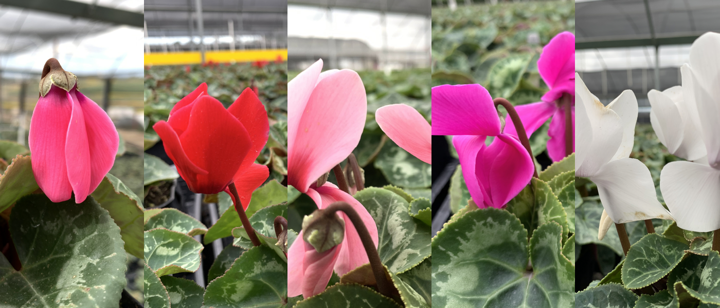 Devil Mountain Wholesale Nursery