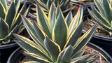 APLD Sponsor Spotlight - New Succulent Introductions at Devil Mountain Nursery