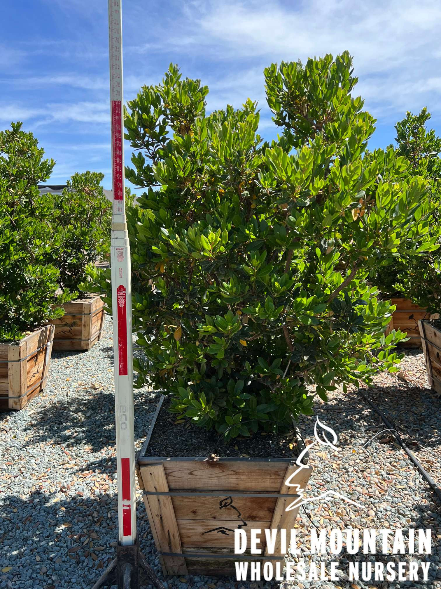 Arbutus unedo Devil Mountain Wholesale Nursery