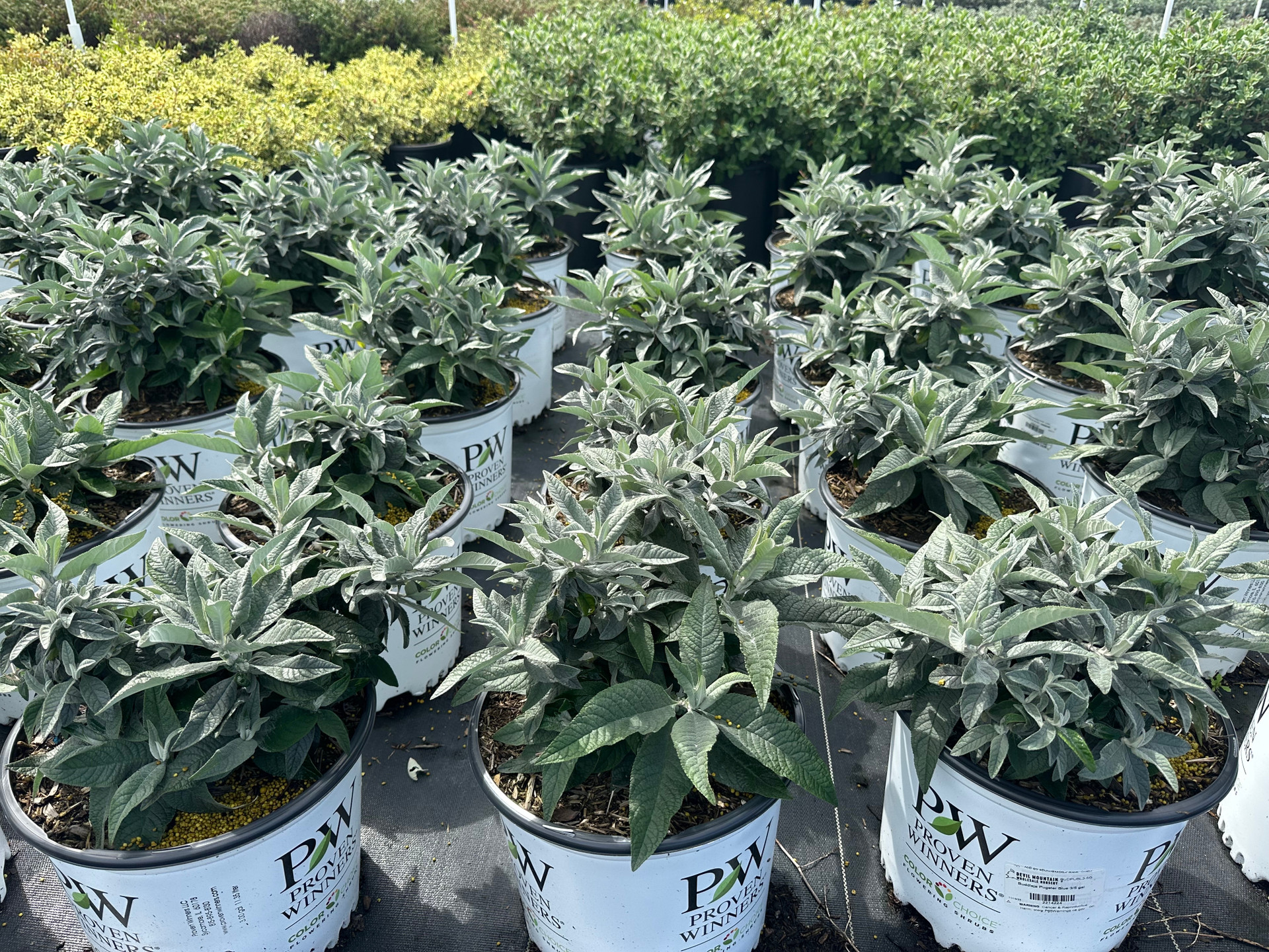 Buddleja davidii Pugster Blue® Devil Mountain Wholesale Nursery