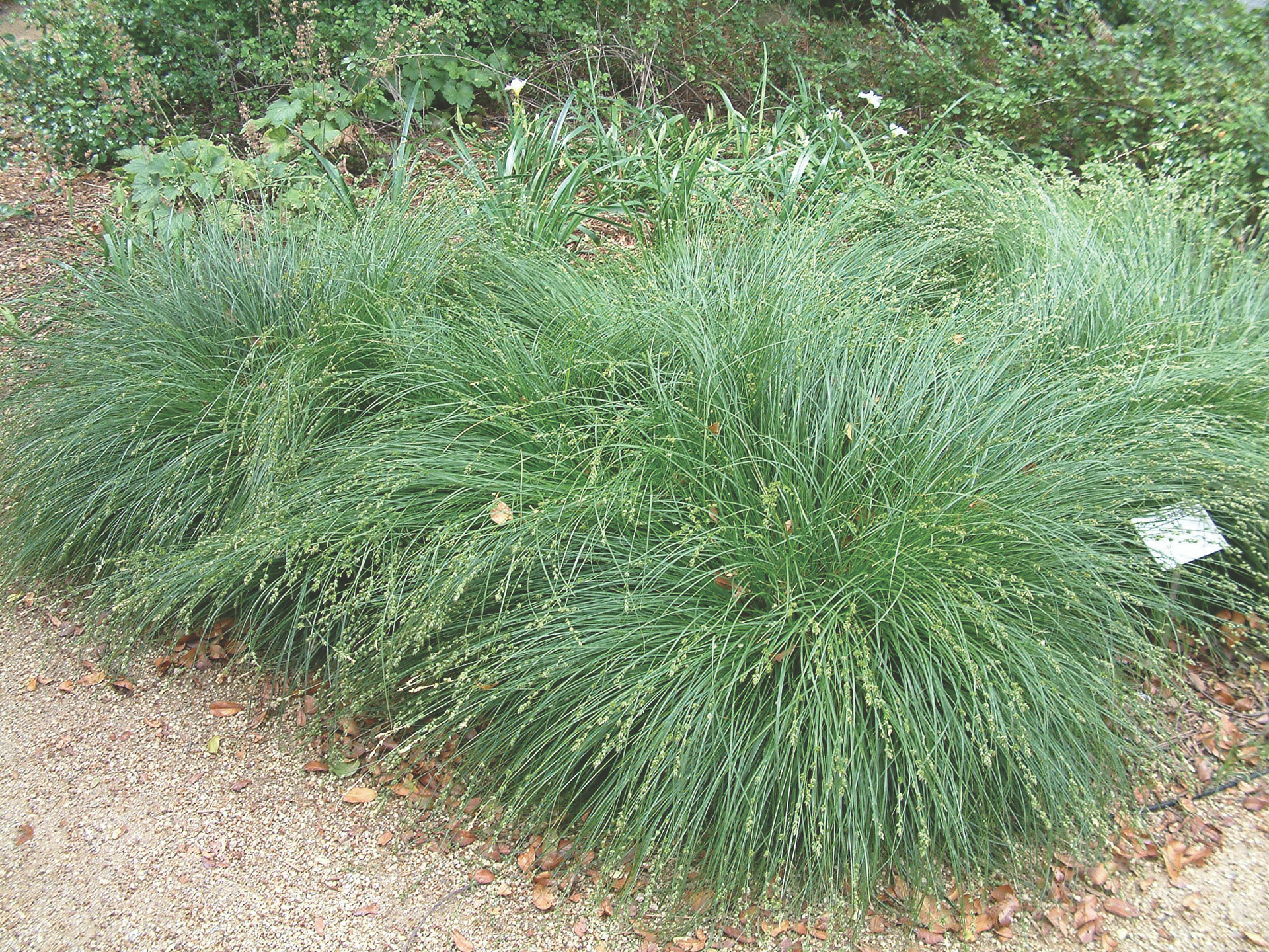 Carex tumulicola Devil Mountain Wholesale Nursery