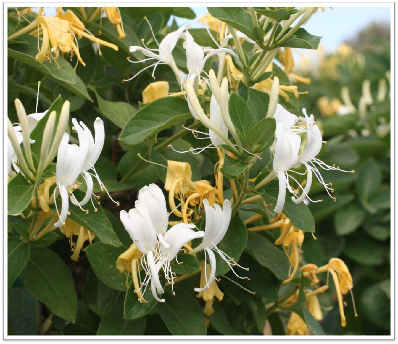 fatsia-japonica-devil-mountain-wholesale-nursery