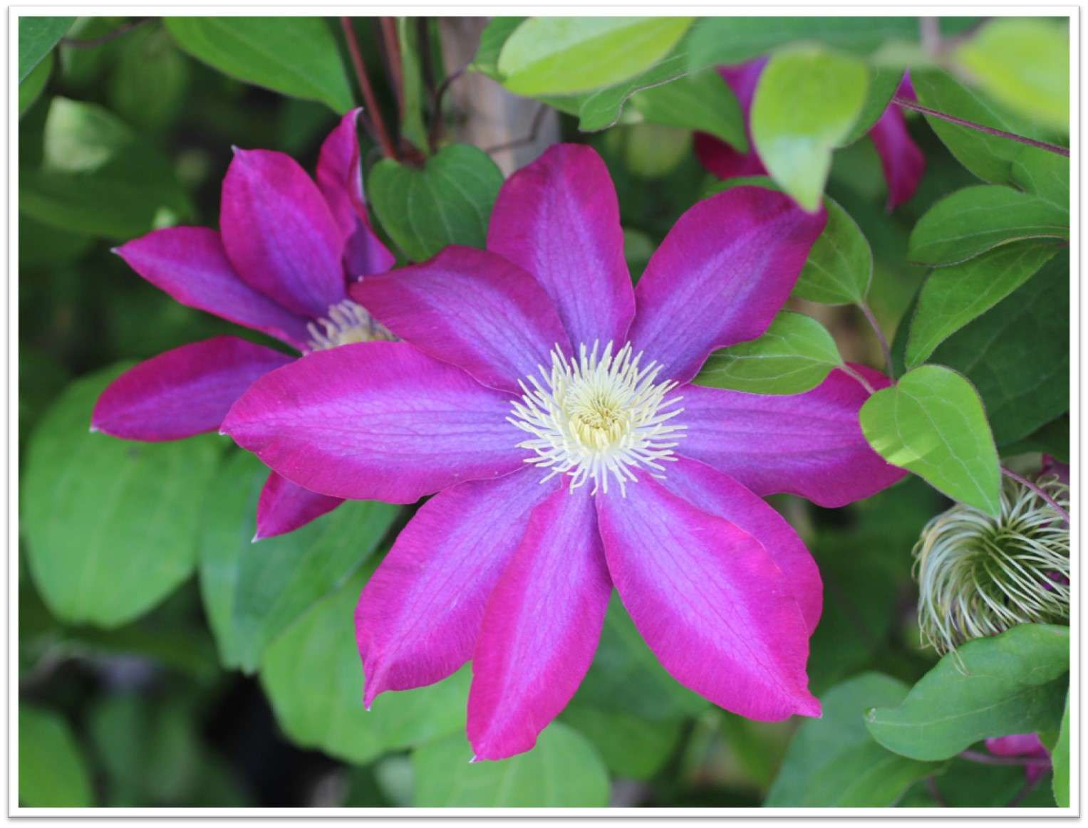 Clematis 'Pink Champagne' Devil Mountain Wholesale Nursery