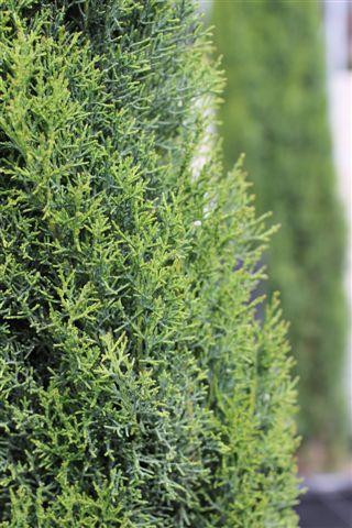 Cupressus Cupressocyparis Leylandii Emerald Isle Devil Mountain cupressus-cupressocyparis-leylandii-emerald-isle-devil-mountain