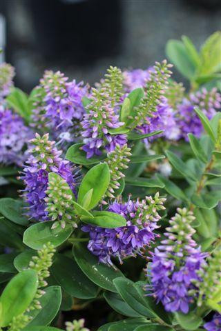 Hebe 'Variegated' Devil Mountain Wholesale Nursery