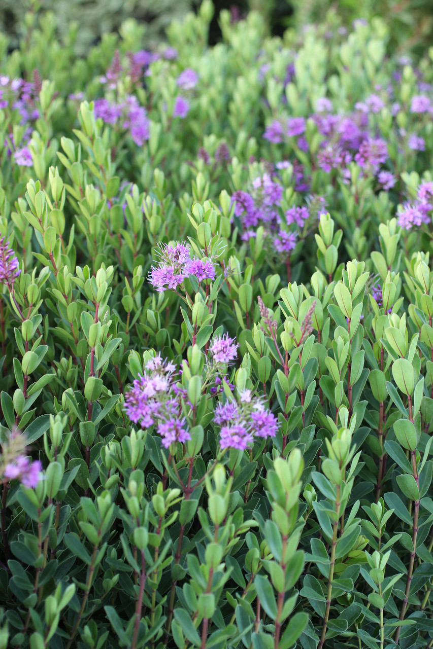 Hebe 'Autumn Glory' Devil Mountain Wholesale Nursery