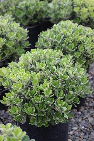 Hebe 'Coed' Devil Mountain Wholesale Nursery