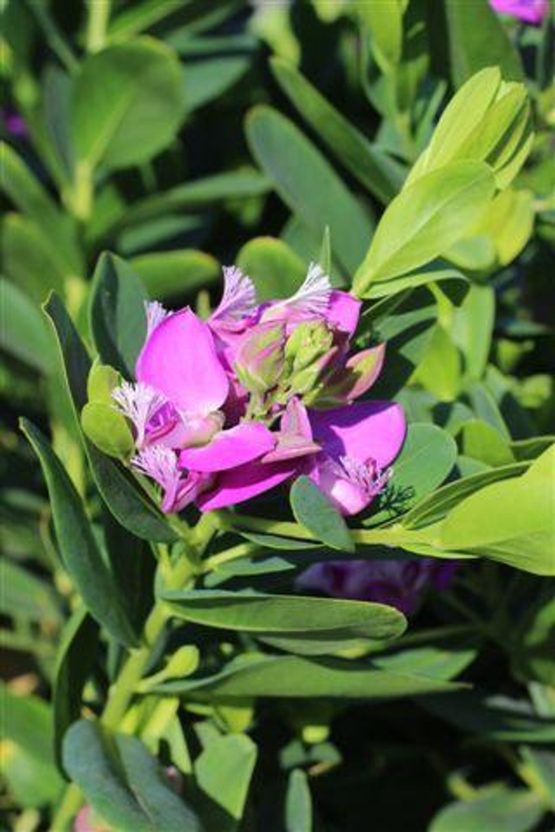 Polygala myrtifolia 'Grandiflora' Devil Mountain Wholesale Nursery