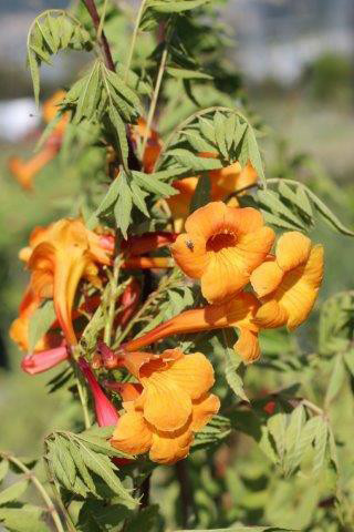 'Orange Jubilee' Devil Mountain Wholesale Nursery