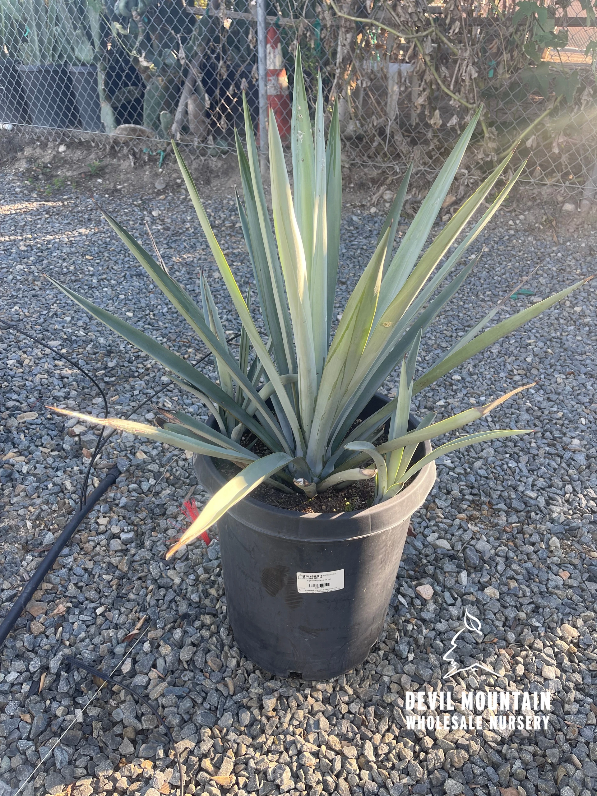 Agave 'Blue Glow' - Devil Mountain Wholesale Nursery