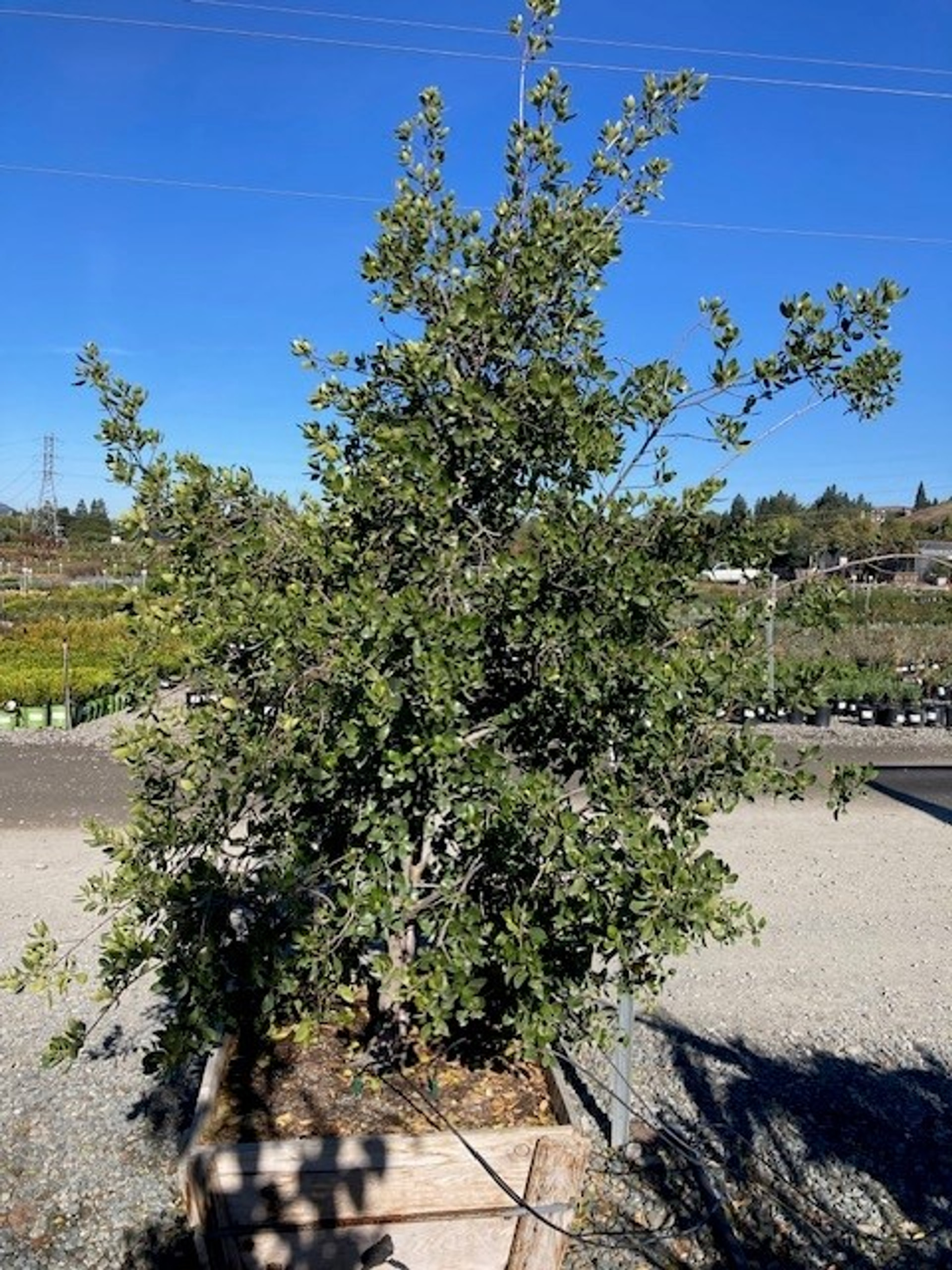 Rhamnus alaternus 'John Edwards' Devil Mountain Wholesale Nursery
