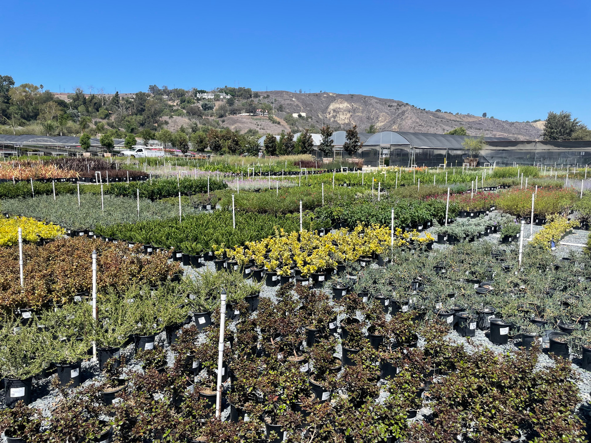 Customer Appreciation Lunch San Juan Capistrano Devil Mountain