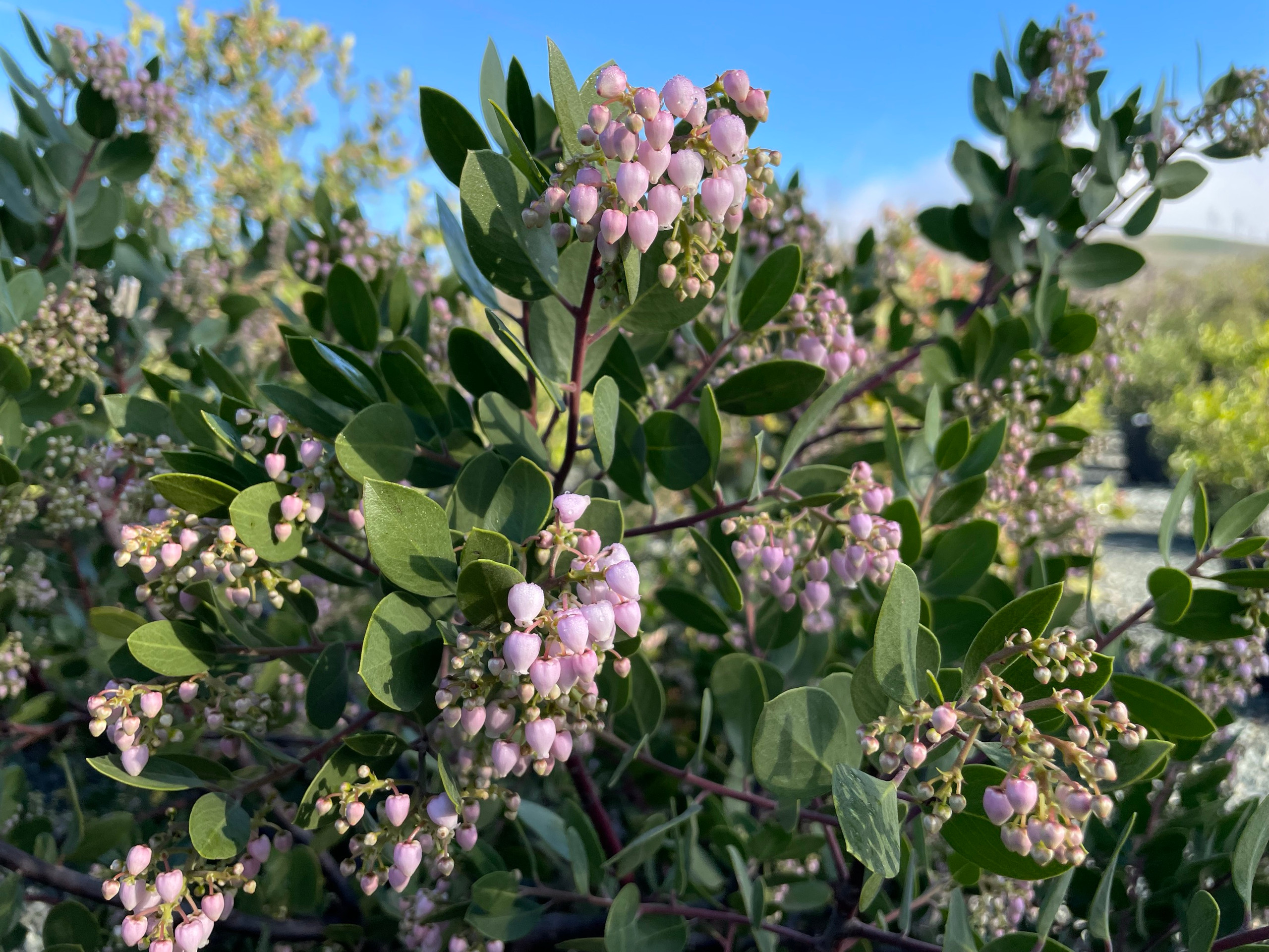Arctostaphylos 'Austin Griffiths' - Devil Mountain Wholesale Nursery