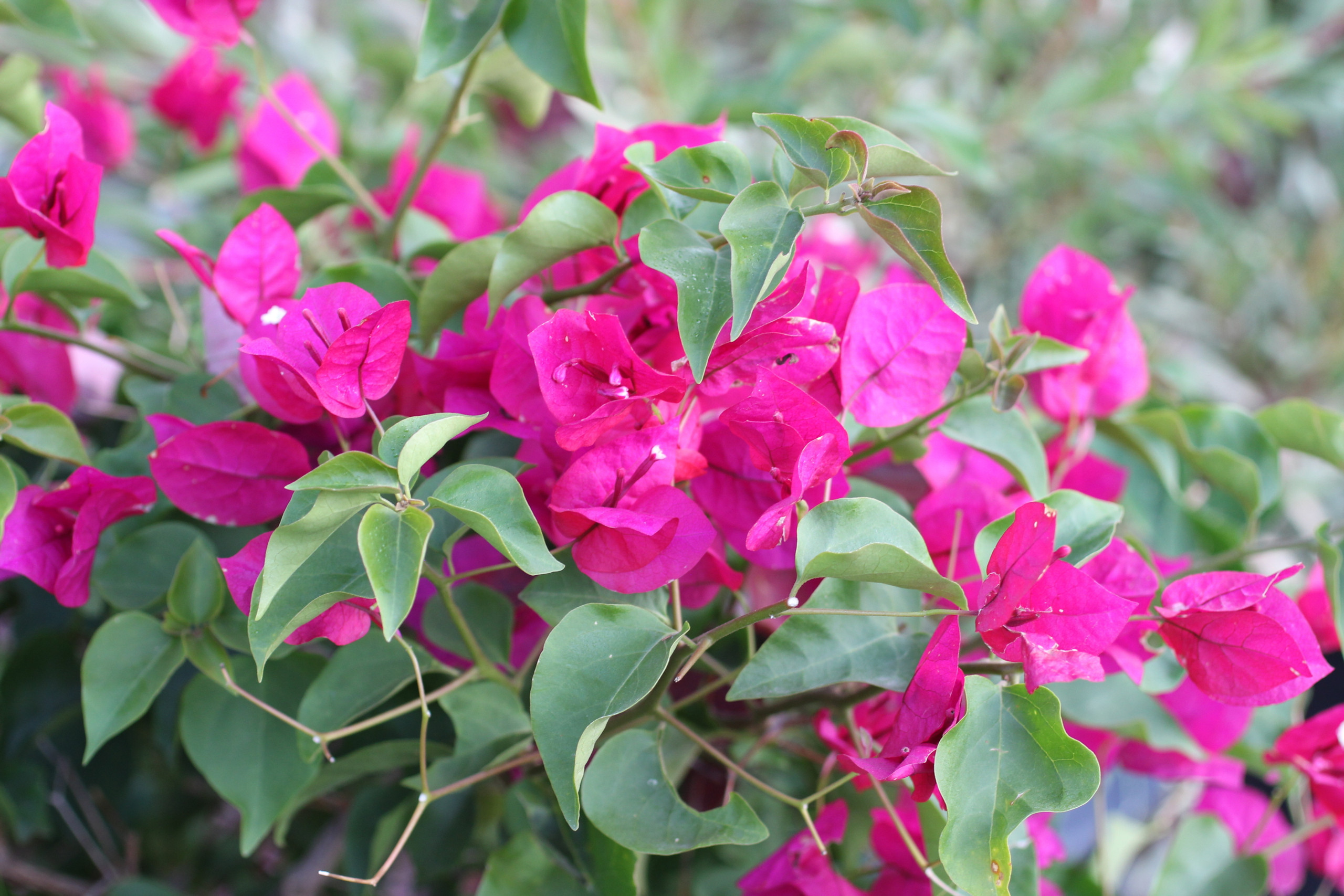 Bougainvillea 'San Diego Red' - Devil Mountain Wholesale Nursery