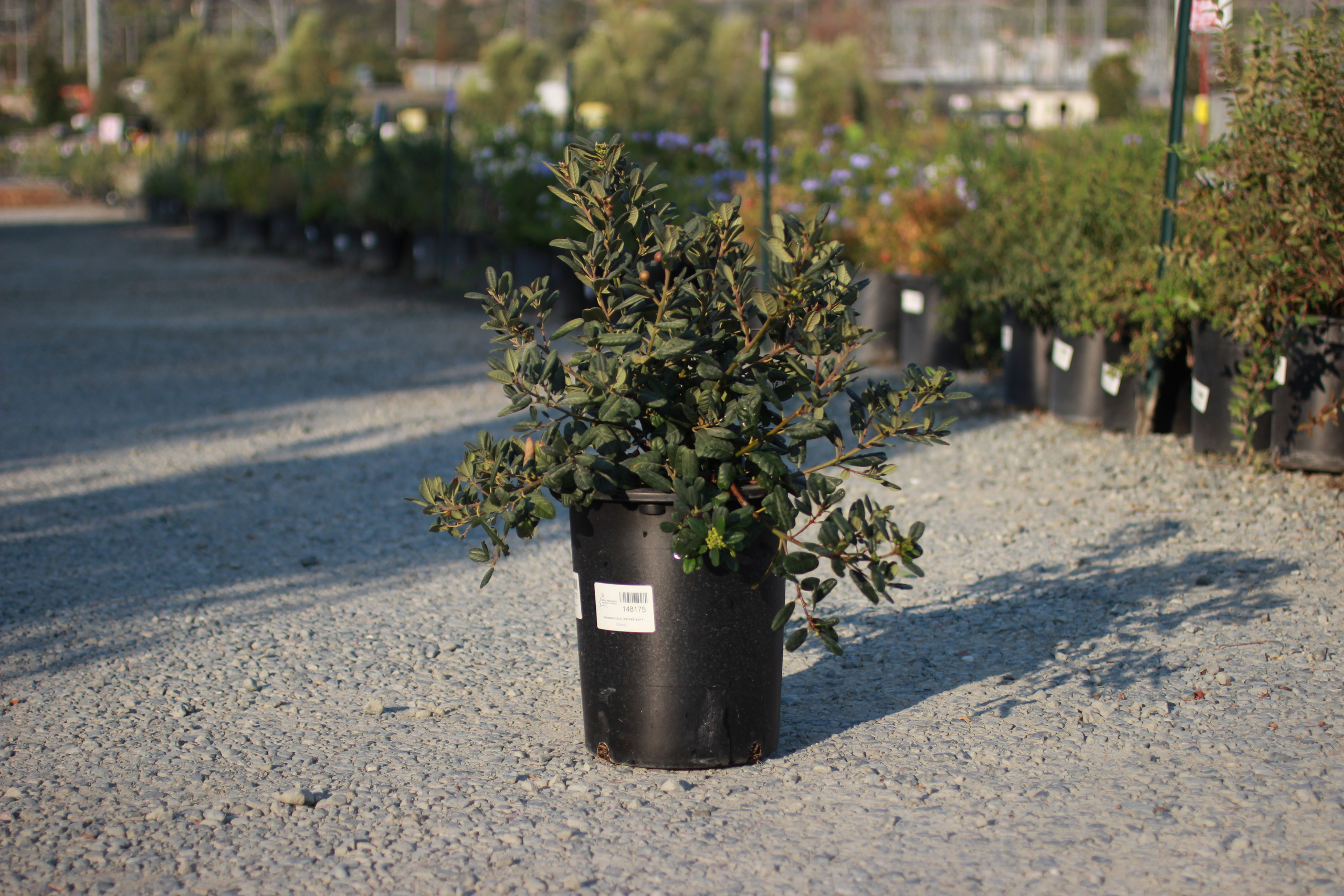 Rhamnus californica 'Mound San Bruno' - Devil Mountain Wholesale Nursery