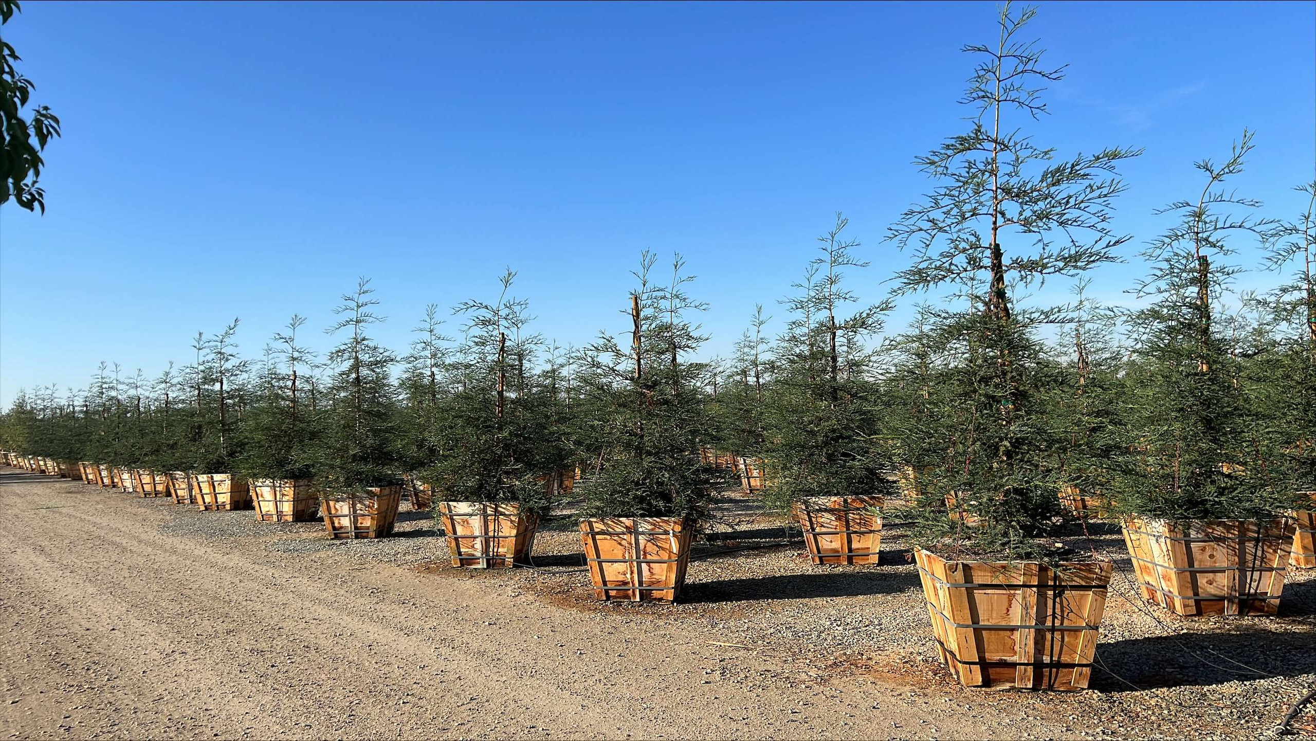Sequoia sempervirens 'Aptos Blue' Devil Mountain Wholesale Nursery