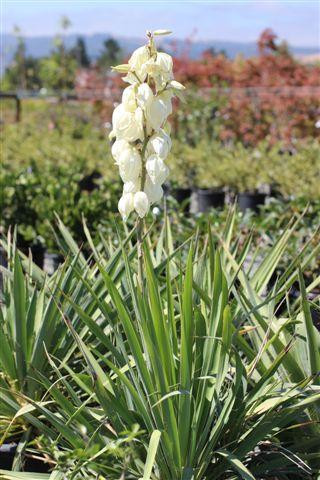 Yucca filamentosa Devil Mountain Wholesale Nursery