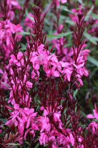 Gaura lindheimeri 'Siskiyou Pink' Devil Mountain Wholesale Nursery