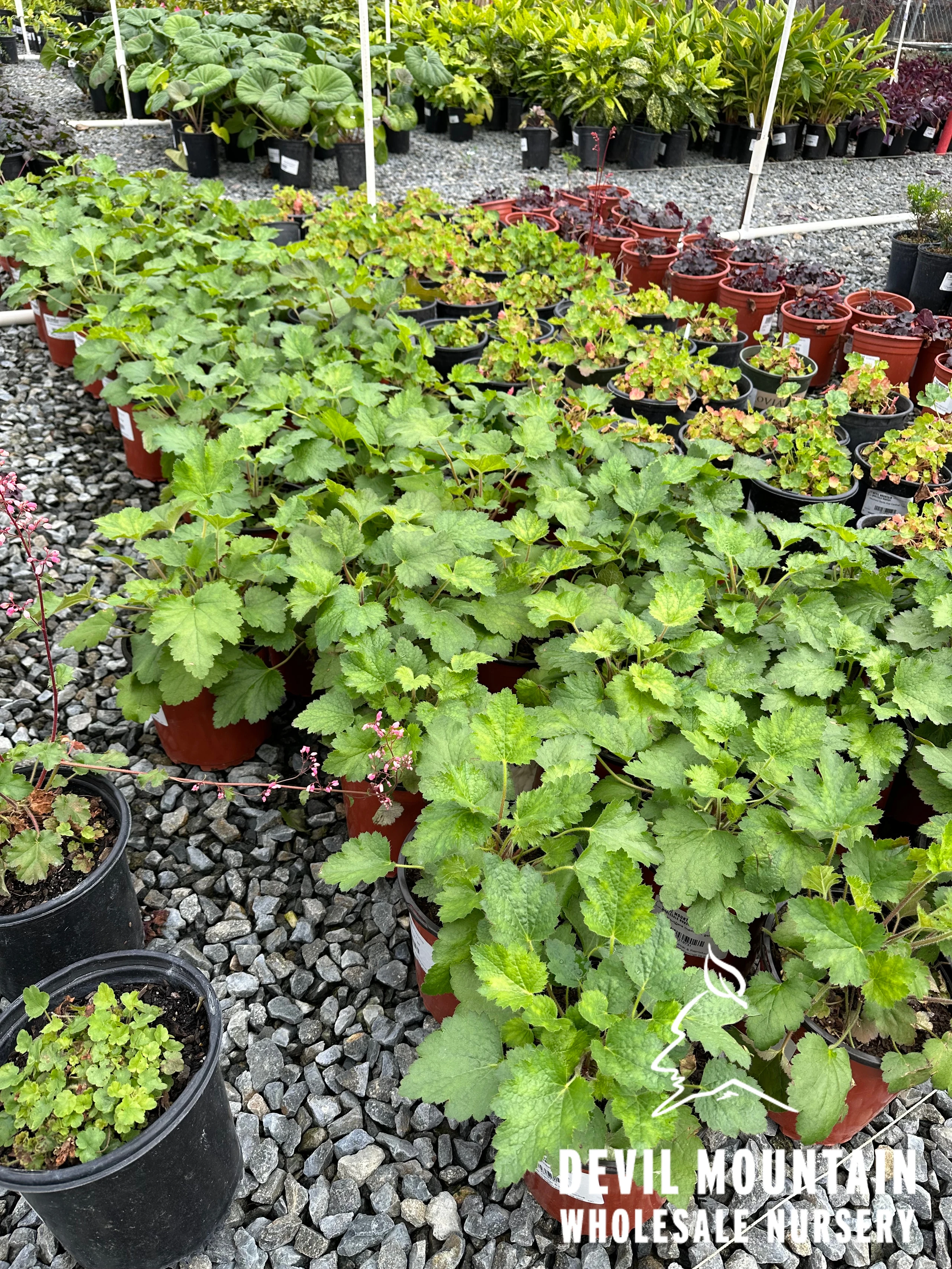 Heuchera maxima - Devil Mountain Wholesale Nursery