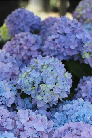 Hydrangea macrophylla 'Pistachio' Devil Mountain Wholesale Nursery