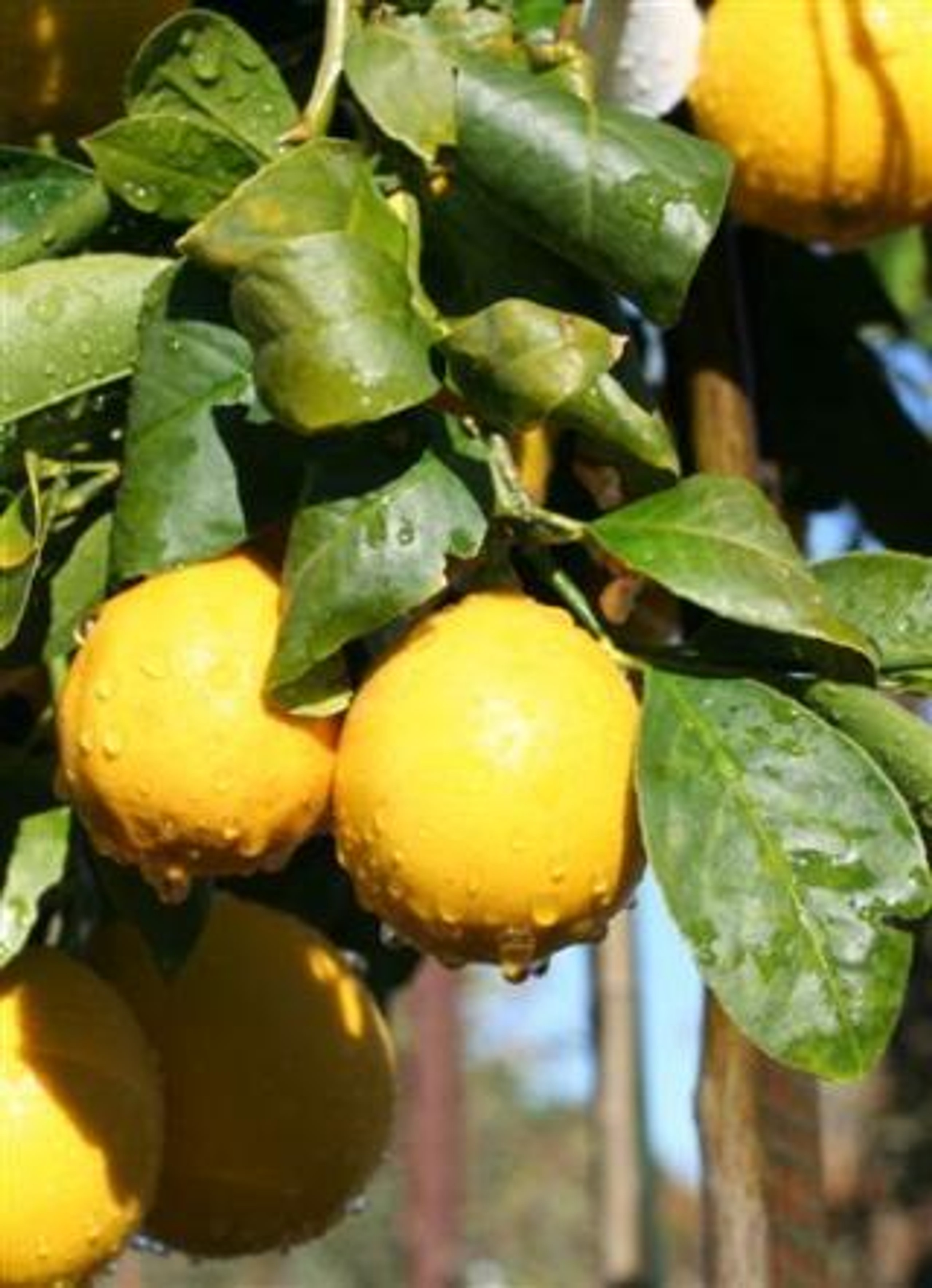 Lemon Eureka Devil Mountain Wholesale Nursery lemon-eureka-devil-mountain-wholesale-nursery