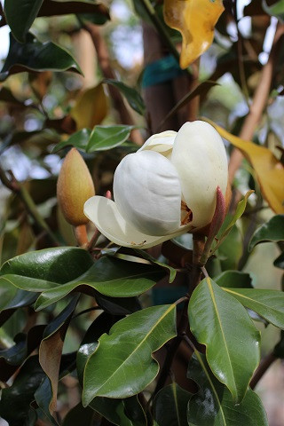 Magnolia grandiflora 'Bracken's Brown Beauty' Devil Mountain