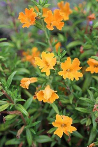 Mimulus Jelly Bean - Devil Mountain Wholesale Nursery