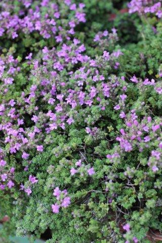 Thymus serpyllum 'Pink Chintz' - Devil Mountain Wholesale Nursery