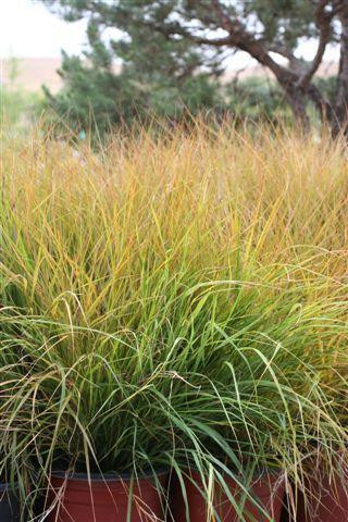 8+ Grass Like Plants Plant Catalog - Grasses & Grass-like Plants - Page 1 - Devil Mountain