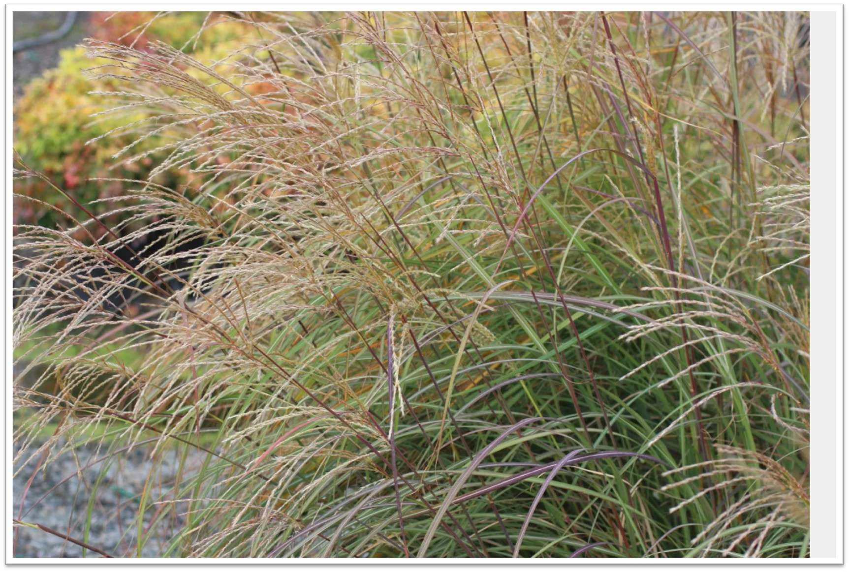Miscanthus sinensis 'Yaku Jima' - Devil Mountain Wholesale Nursery
