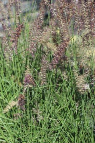 Calamagrostis acutiflora 'Karl Foerster' - Devil Mountain Wholesale Nursery