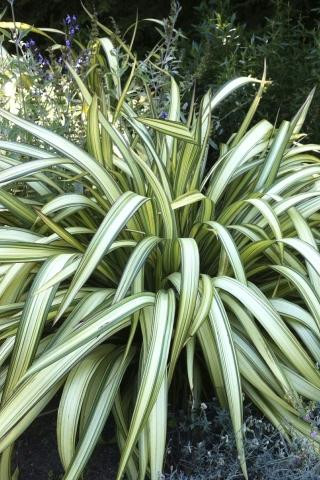 Phormium cookianum 'Cream Delight' - Devil Mountain Wholesale Nursery