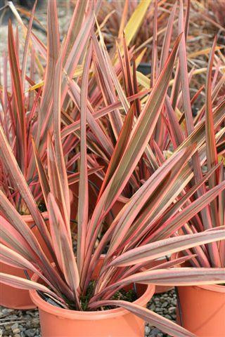 Phormium 'Dusky Chief' - Devil Mountain Wholesale Nursery