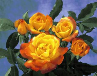 Rosa Rio Samba (Hybrid Tea) - Devil Mountain Wholesale Nursery