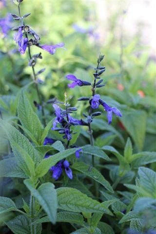 Salvia guaranitica 'Black and Blue' - Devil Mountain Wholesale Nursery