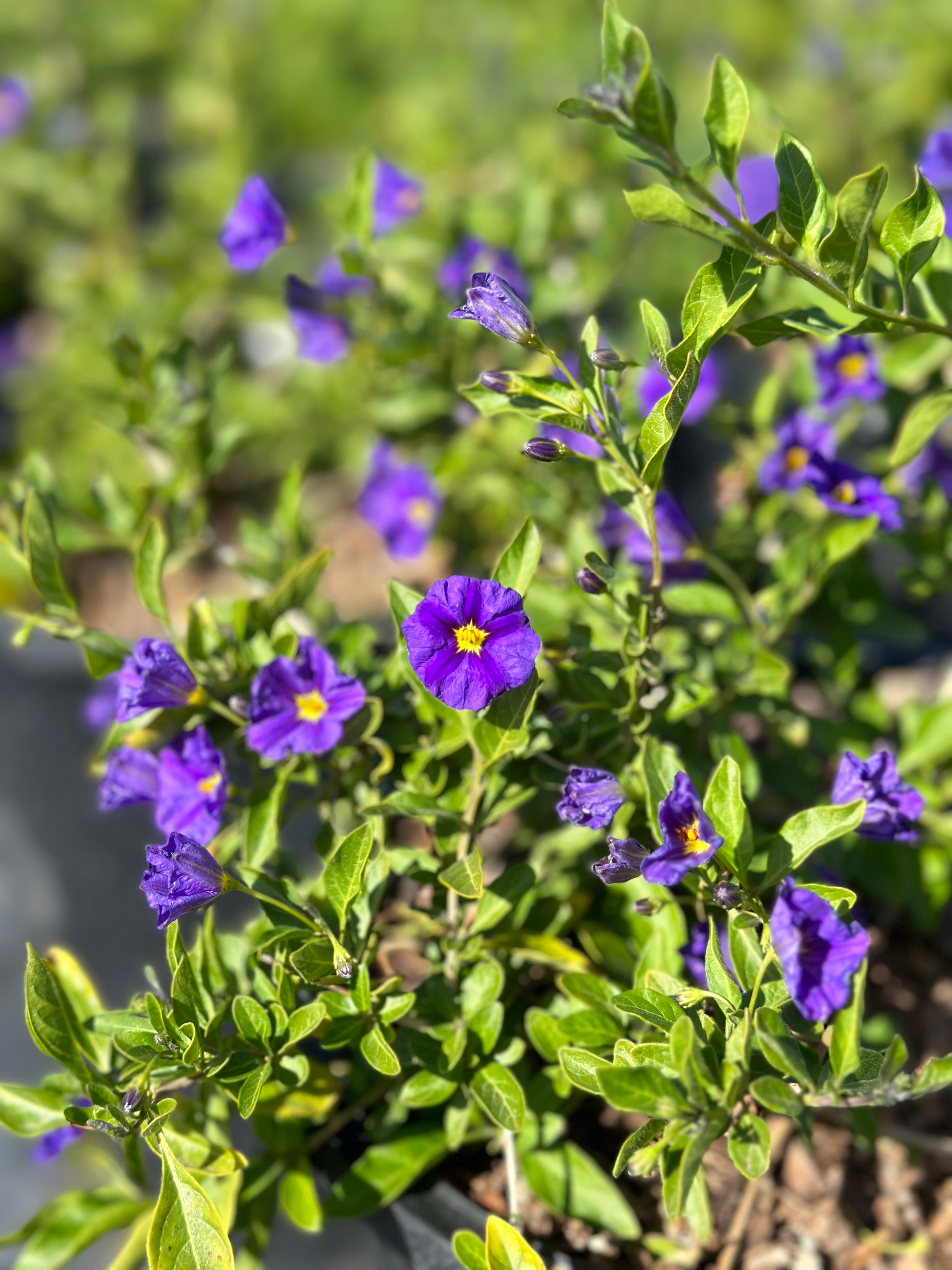 Solanum rantonnetii 'Royal Robe' - Devil Mountain Wholesale Nursery